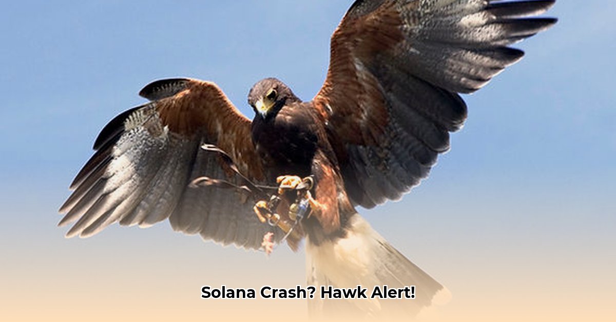 hawk-sol
